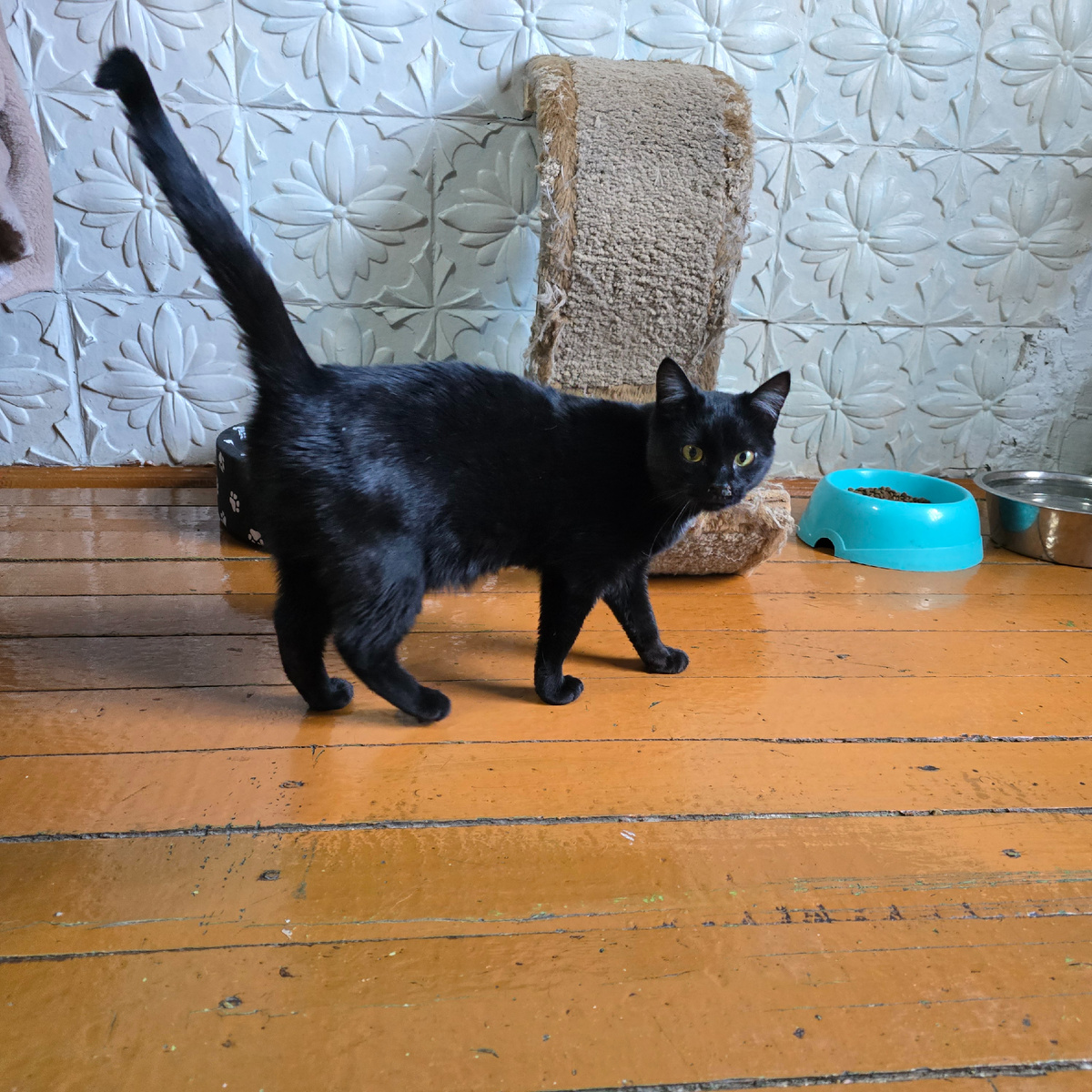 черная душа с желтыми глазами