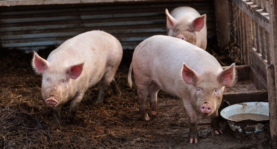    Свинья на оленьей ферме «Бэмби лэнд» в Волоколамском округе / Медиасток.рф