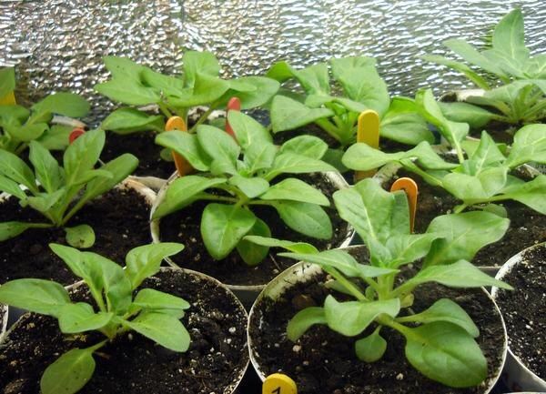 Ошибки при выращивании рассады петунии