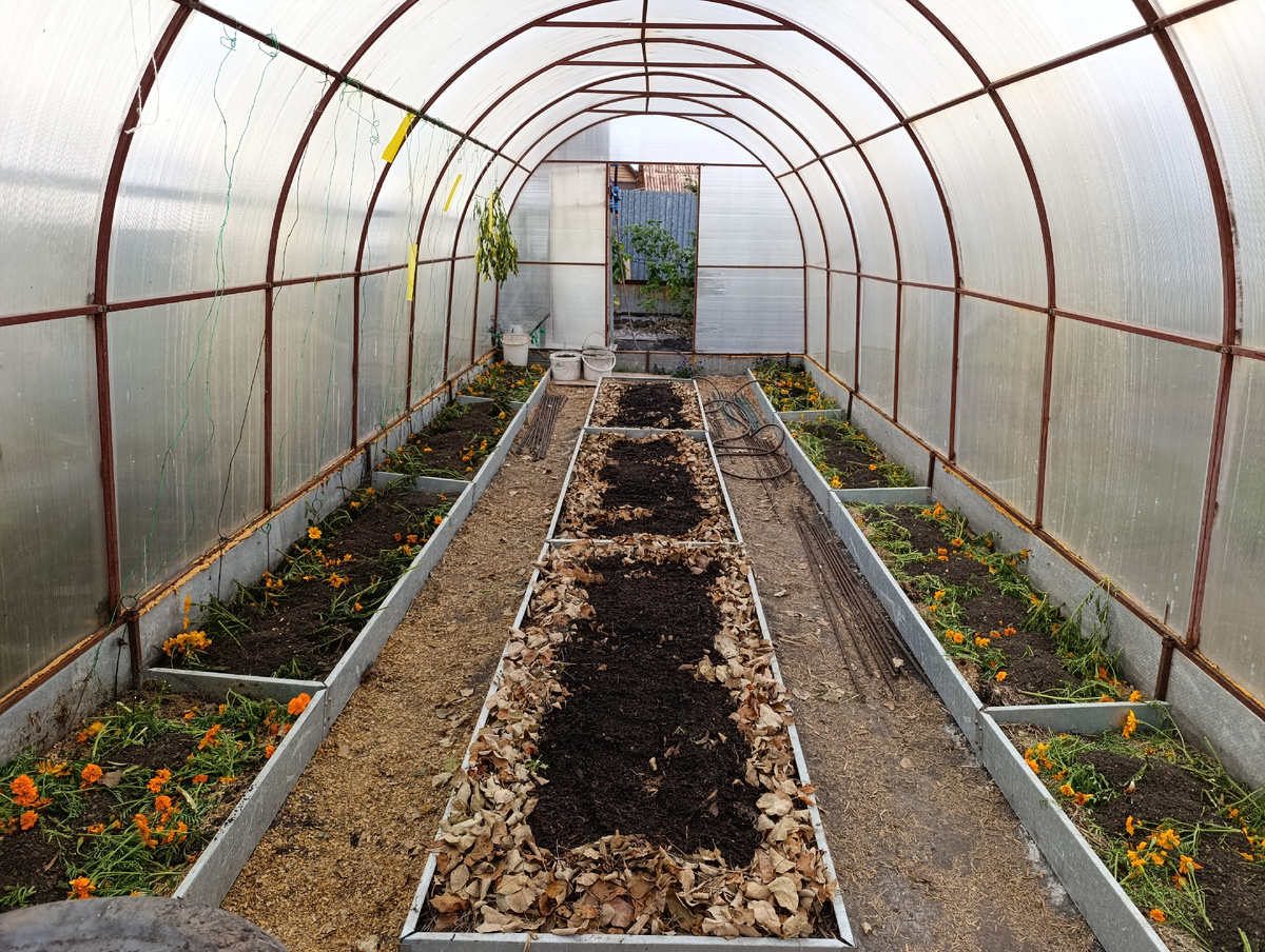 Зимняя мульча в теплице