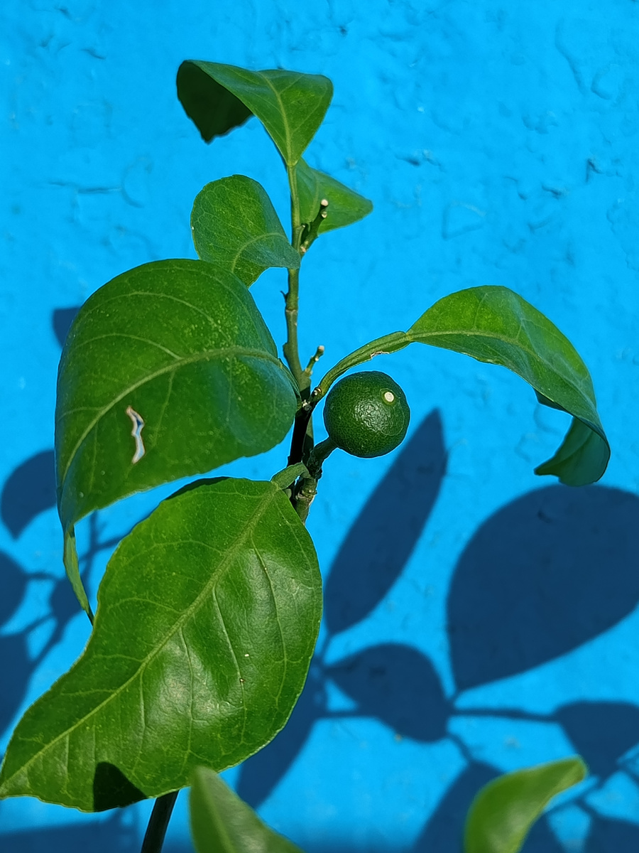 Фото 1. Завязь мандарина сорта Миагава 00.