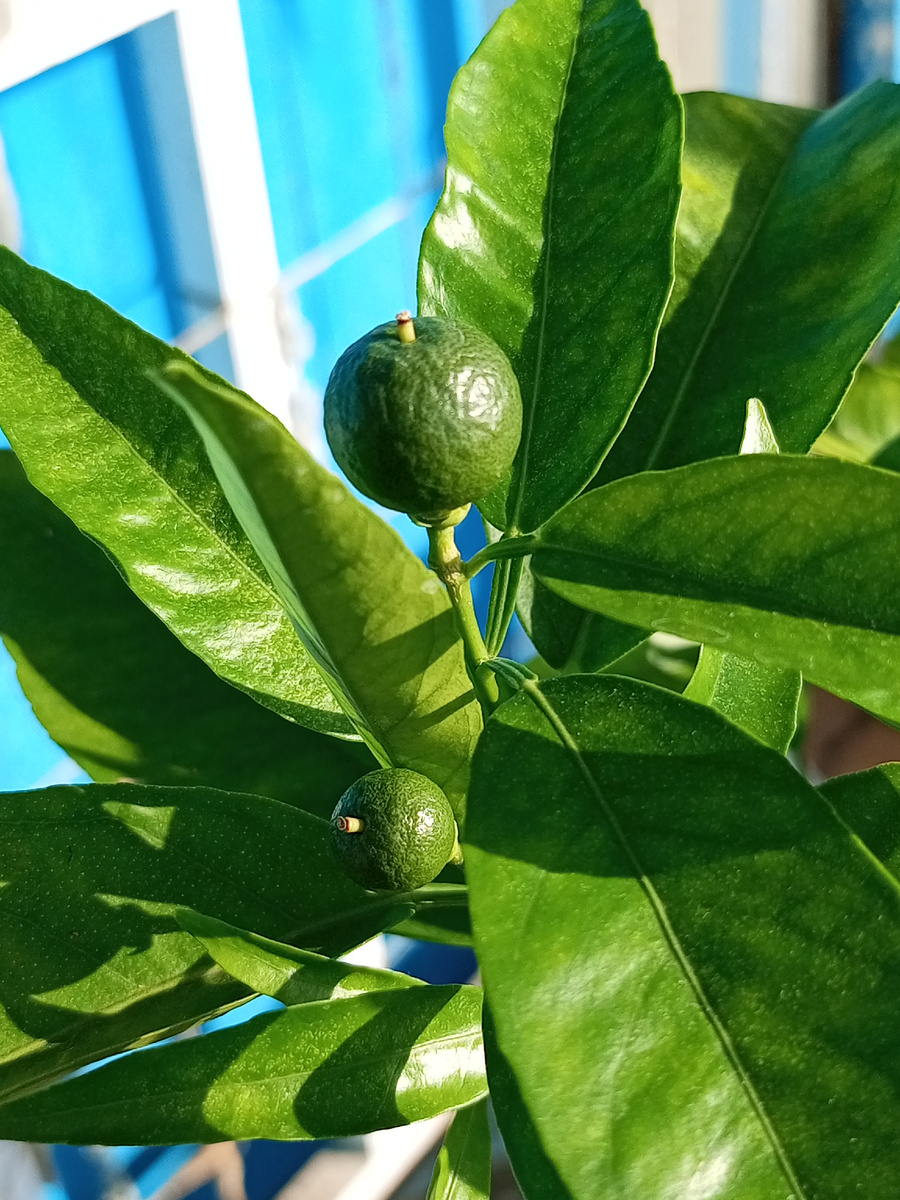 Фото 2. Завязи клементина сорта Клеменруби (Clemenruby).