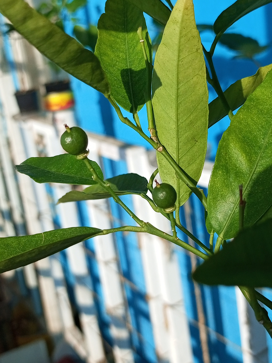 Фото 3. Завязи клементина сорта Клеменруби (Clemenruby).