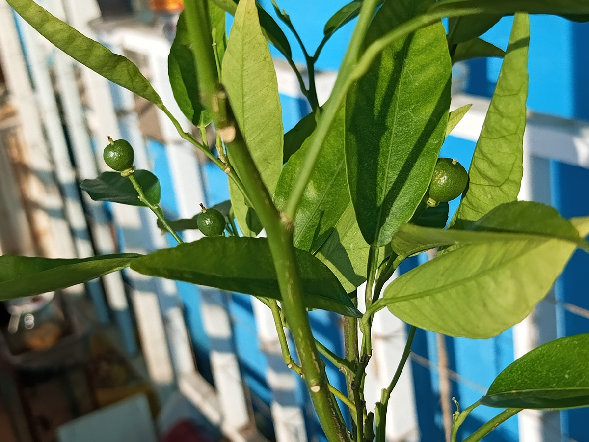 Фото 4. Завязи клементина сорта Клеменруби (Clemenruby).