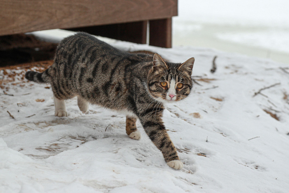    Сергей Булкин/NEWS.ru