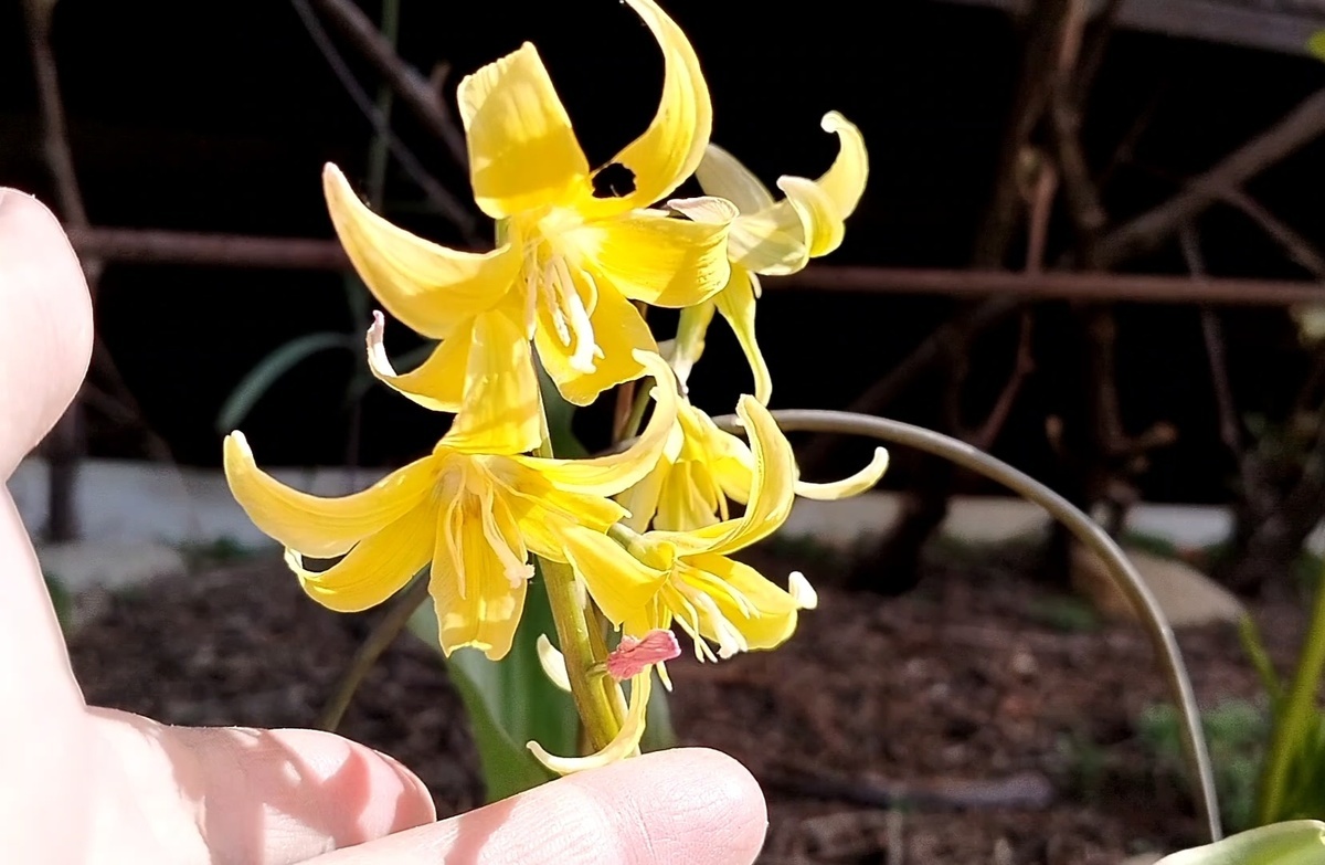 Кандык (Erythronium) в нашем саду на даче. Фото автора @Маша Генералова