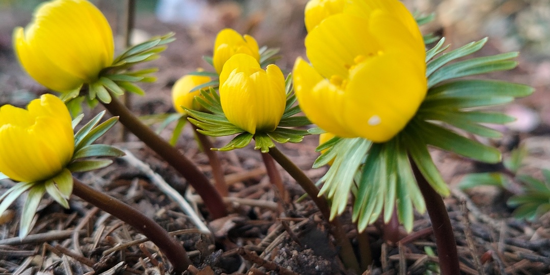 Любимые растения, которые я оставила в саду - 3 серия