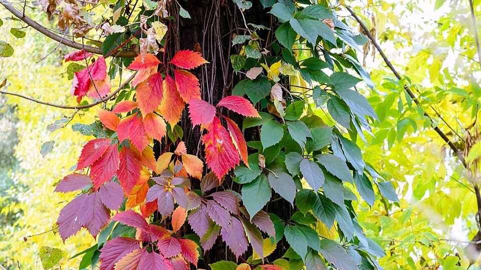 Виноград девичий пятилисточковый (Parthenocissus quinquefolia)