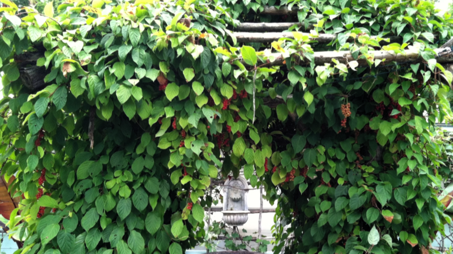 Лимонник китайский (Schisandra chinensis)