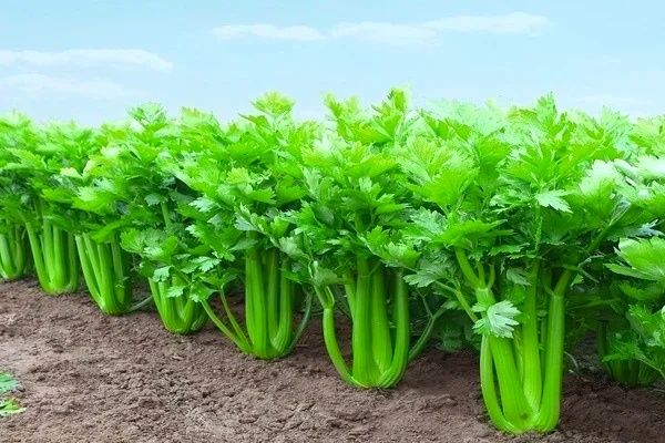 Фото из открытых источников сети Internet