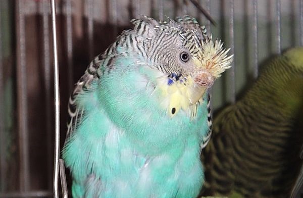 Время, когда волнистик немного не в духе