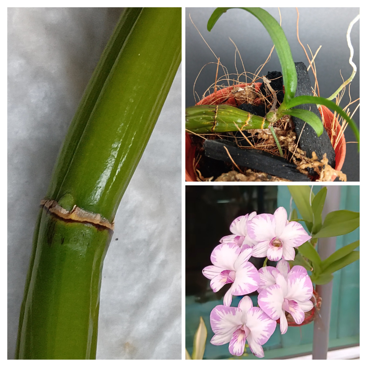 Дендробиум довольно просто размножается, но нужно запастись терпением.