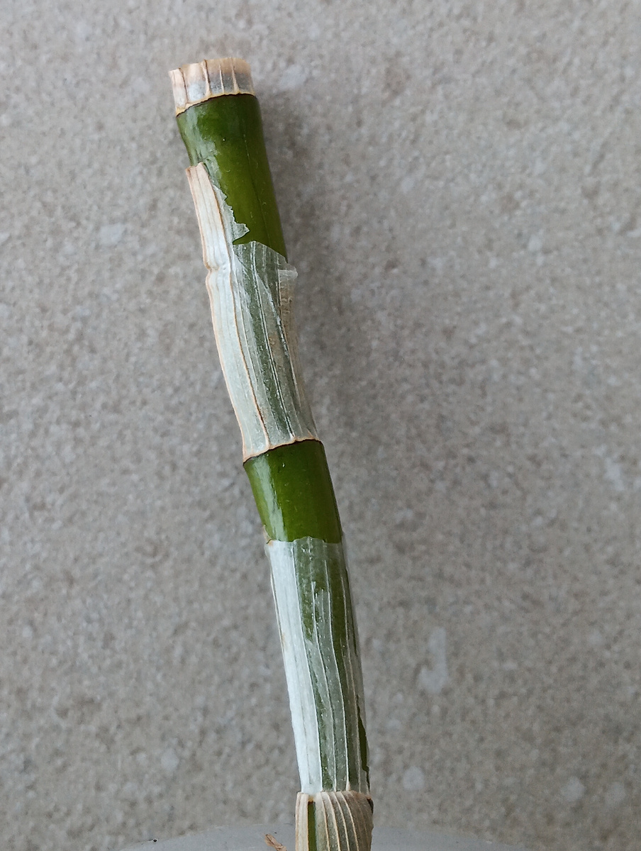 Остатки сухих листьев плотно прилегают к стеблю, но важно их полностью убрать.