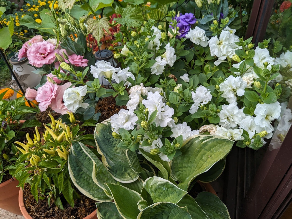 Петуния тумбелина Диана - 10 литров на одно растение