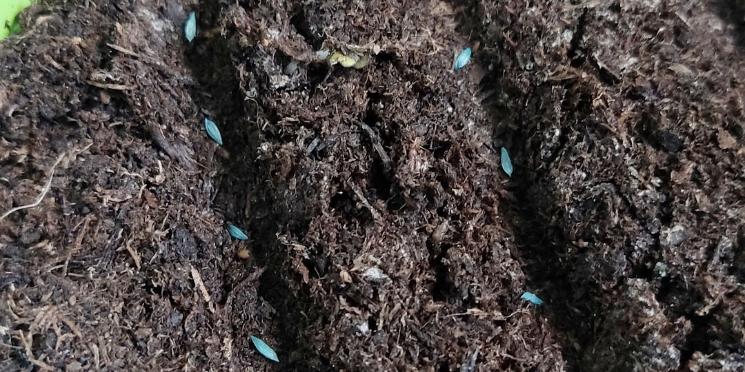 Салат на ранний урожай