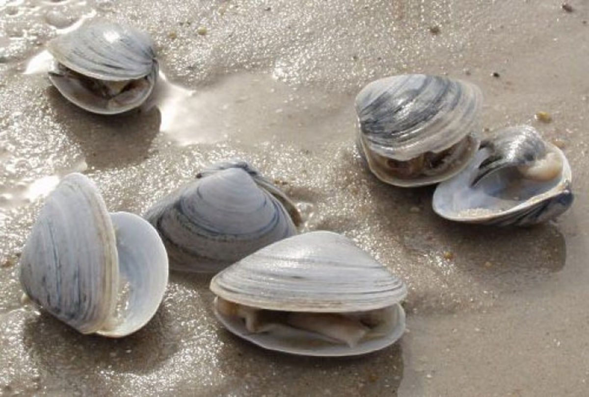 Фото: пресс-служба Уральского межрегионального управления Россельхознадзора  📷
