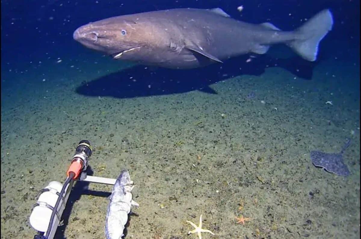    Ученые впервые запечатлели акулу в водах Антарктиды / © Minderoo-UWA