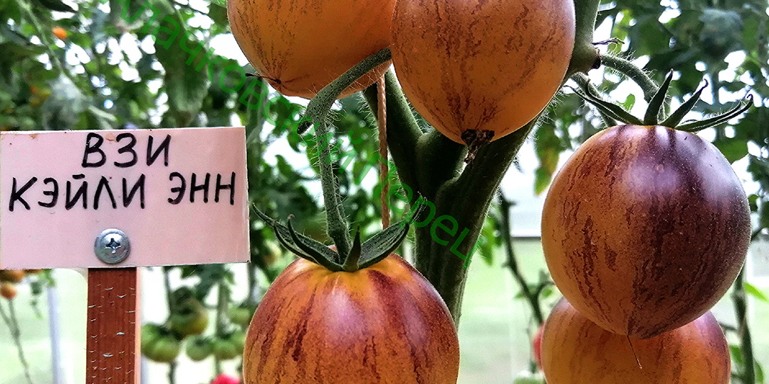 Томаты. Новинки 2025 года. Часть 1.