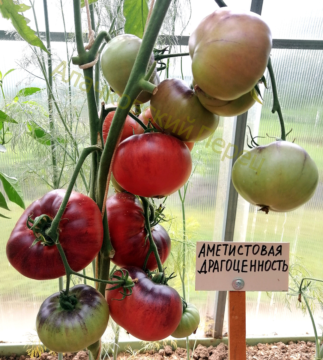 Аметистовая Драгоценность