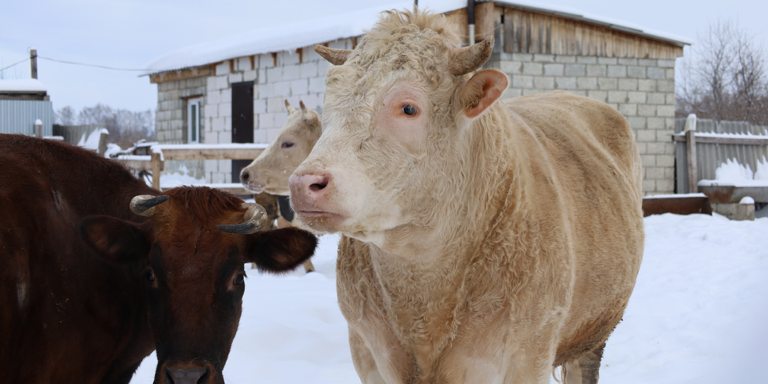 От фермы до прилавка