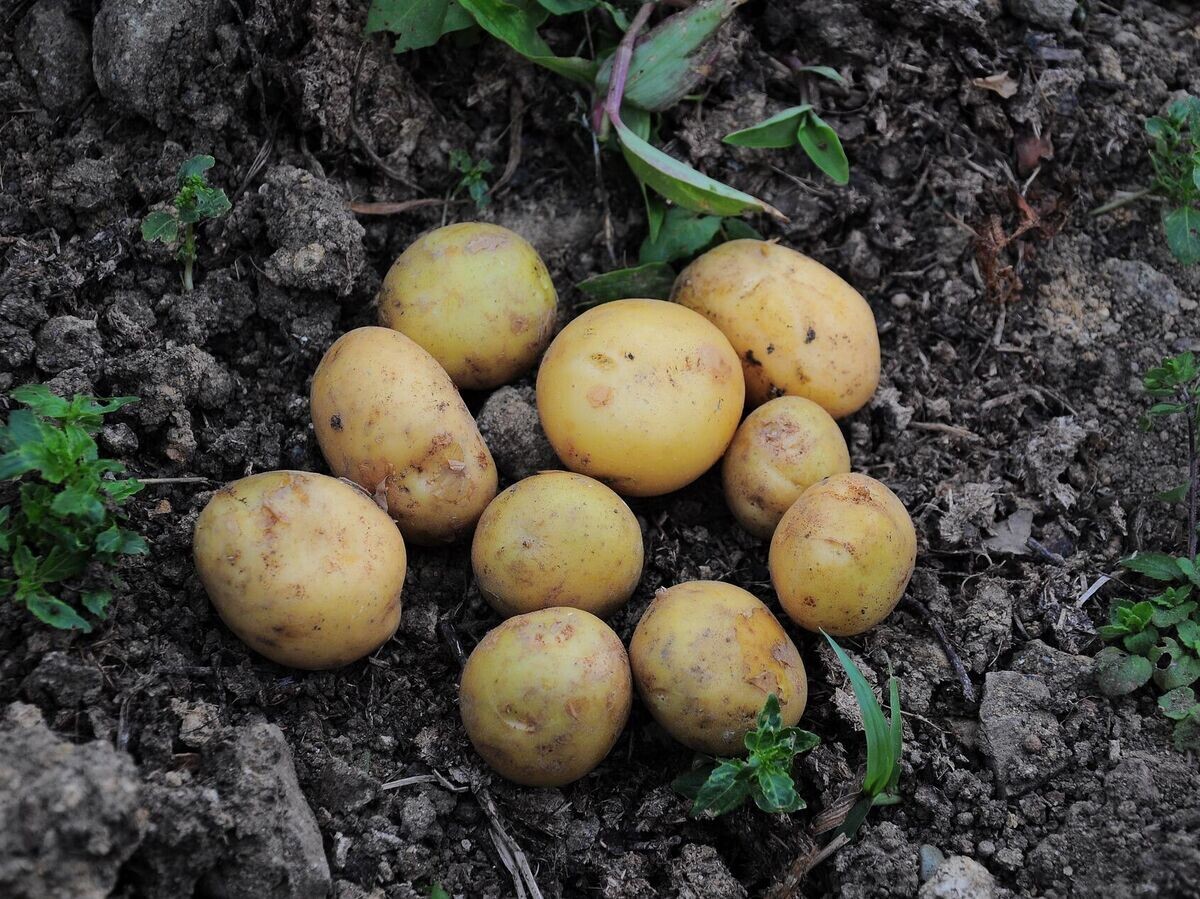    Картофель | © Pixabay / FotoRain