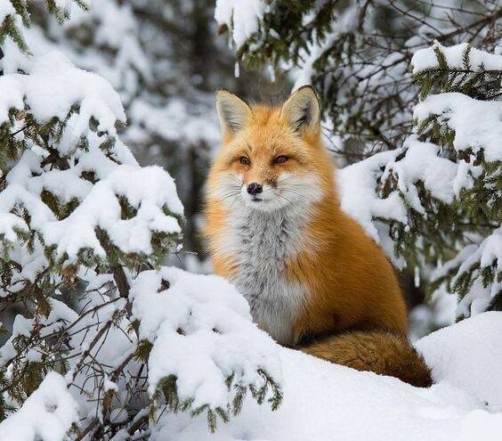 🌅 Доброе утро