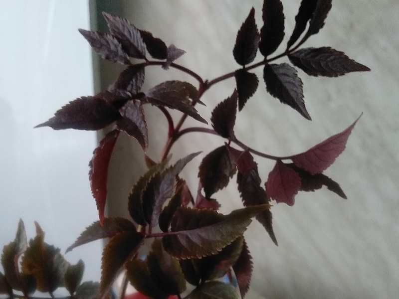 Саженец бузины