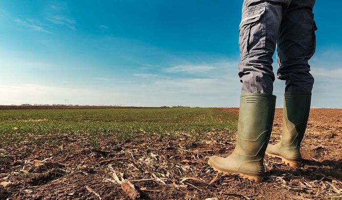    В России увеличат площади под картофель и зерновые