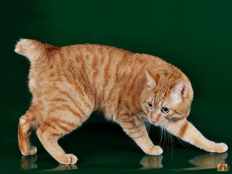    Сайт «Мой питомец»