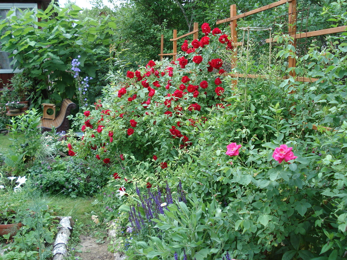    Розам нужно много солнца