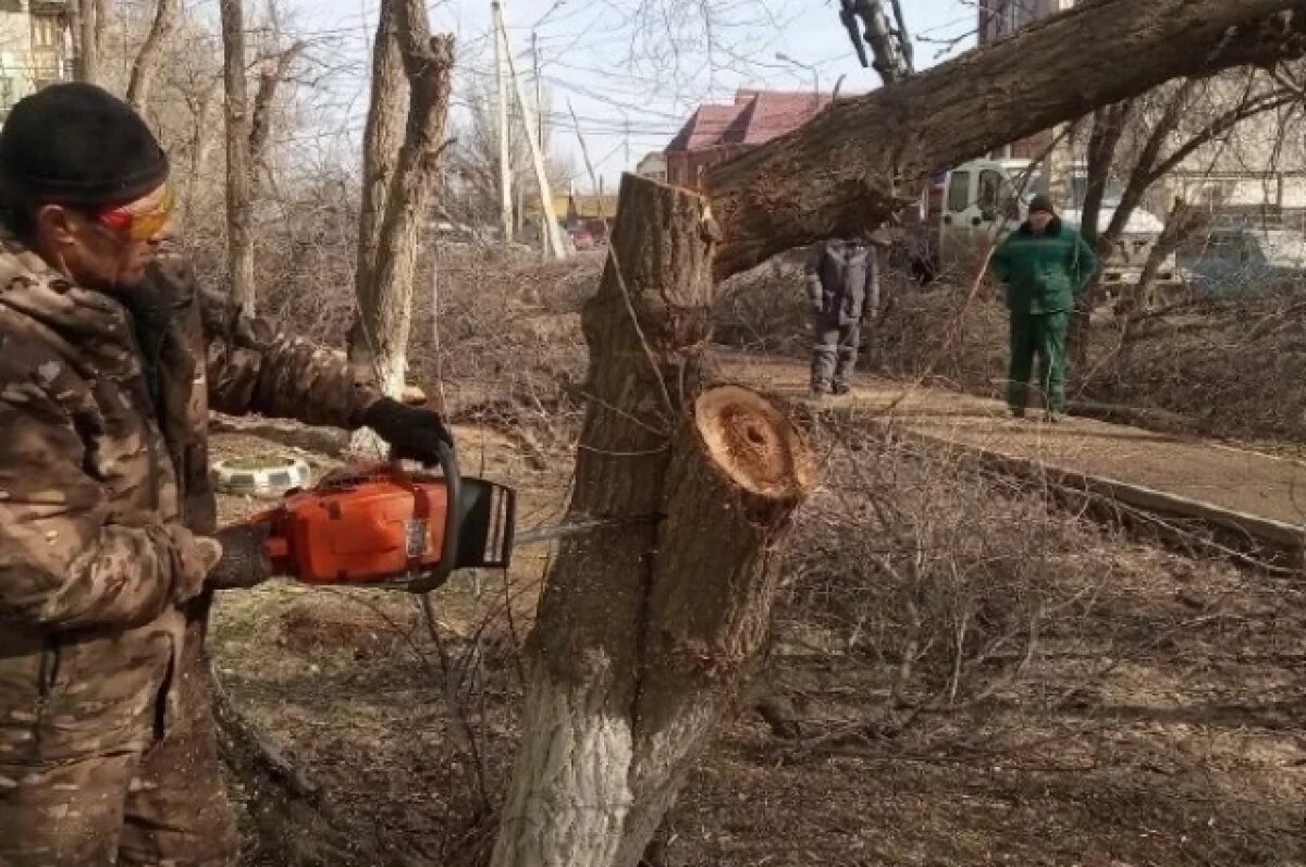    На улице Безжонова в Астрахани спилили аварийные деревья
