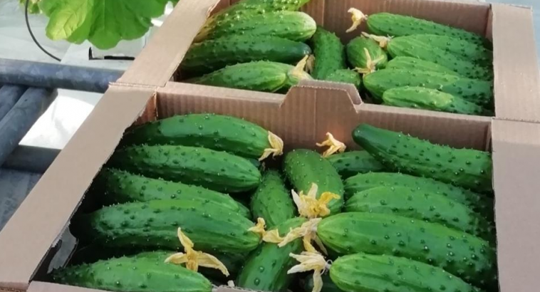 Фото: ФГБУ «ЦОК АПК»