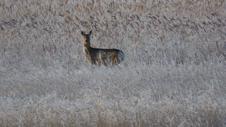    В Оренбуржье за год насчитали более 31 тысячи копытных животных Оренбуржье