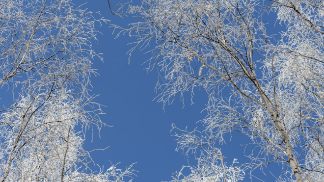 Фото: https://ru.freepik.com/free-photo/low-angle-shot-trees-covered-with-snow-with-clear-blue-sky_12177142.htm#
