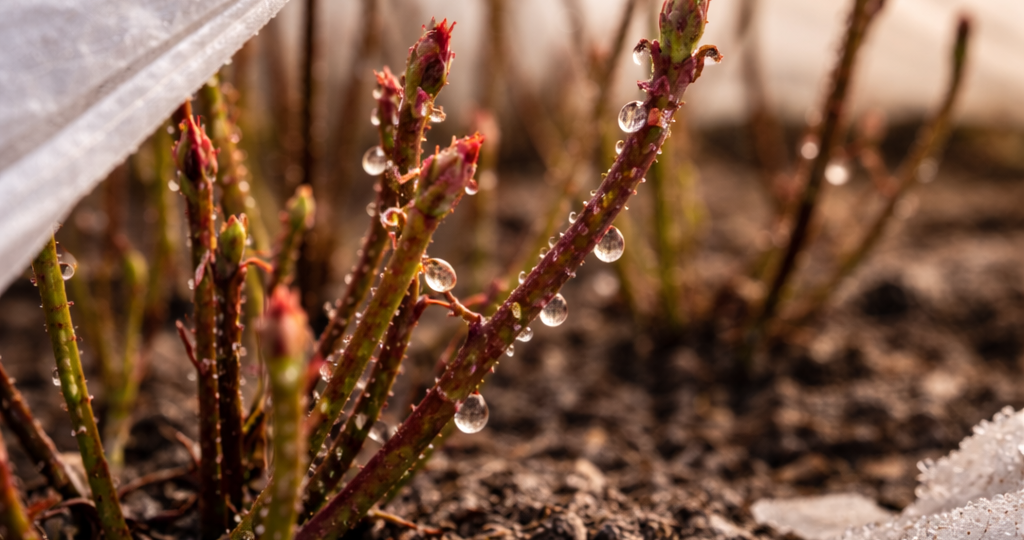 Что происходит с розами под укрытием в оттепель