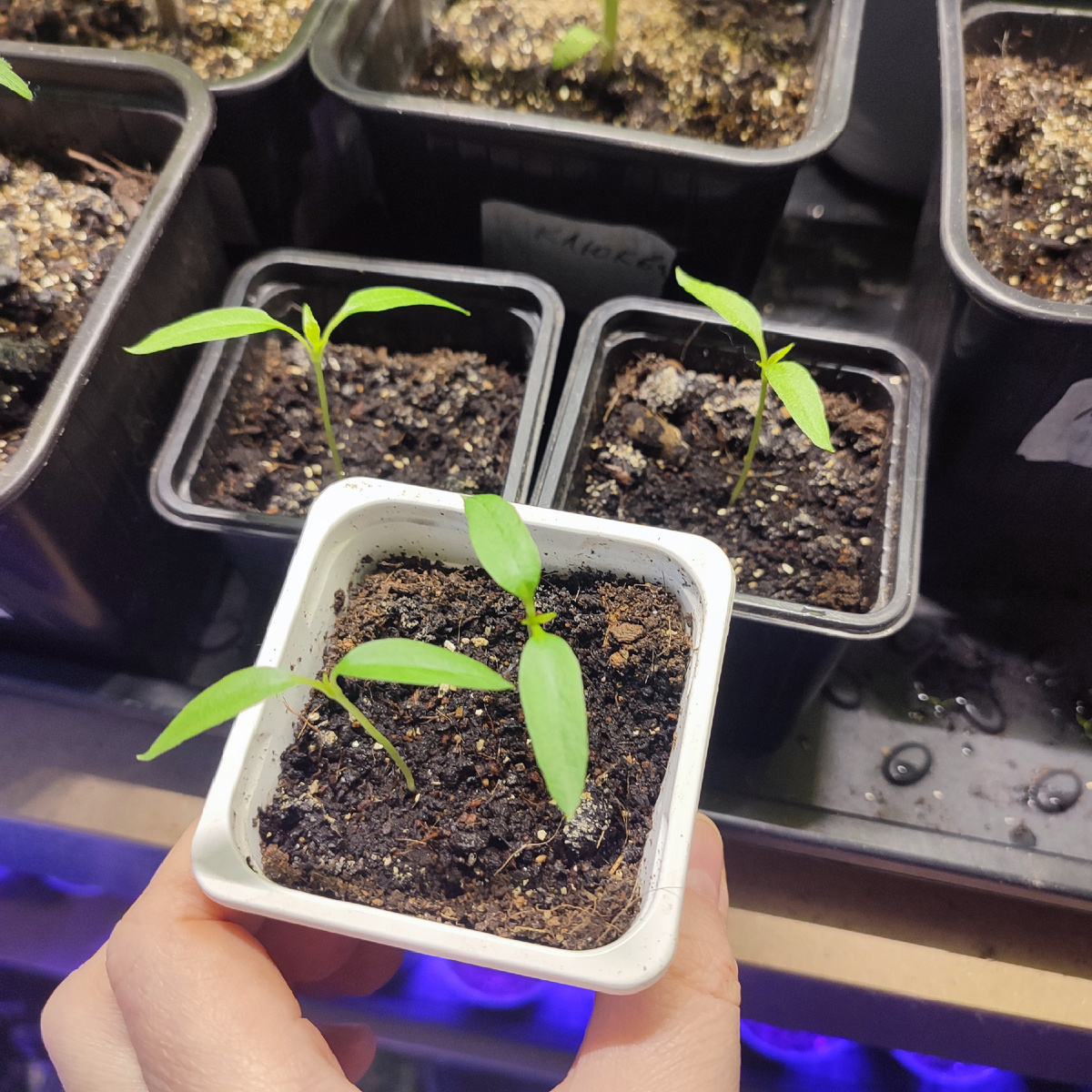 Перец Джипси и Гордость России 