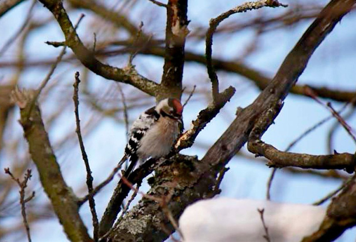 фото: Людмила Горбунова/ t.me/kazdoytvaripopare