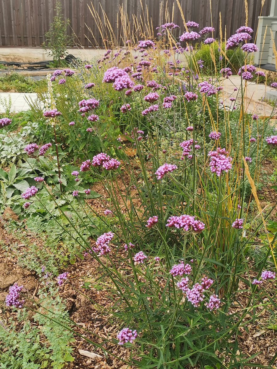 В прошлом сезоне вербена спасала пустоватый цветник 2025 года посадки