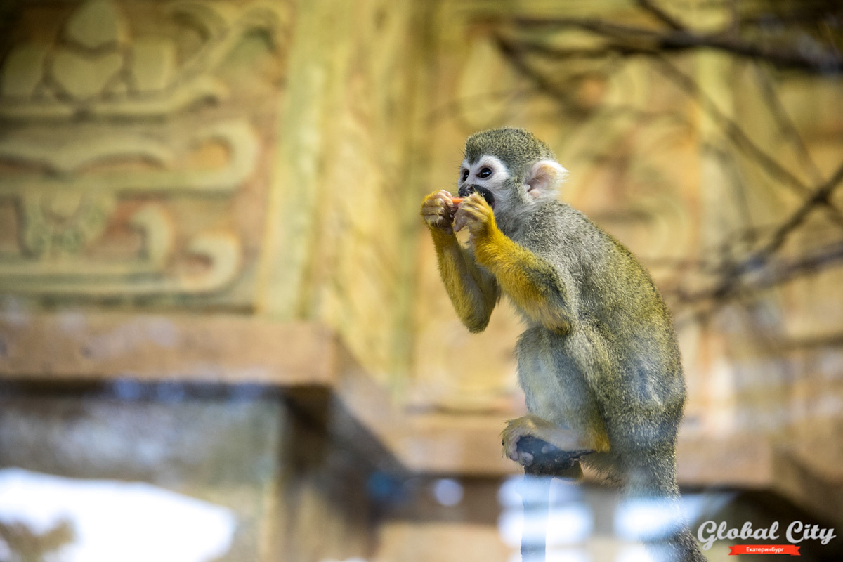 Приматы широко используются на доклиническом этапе оценки безопасности лекарств.  Фото: Фото: ФедералПресс / Евгений Поторочин