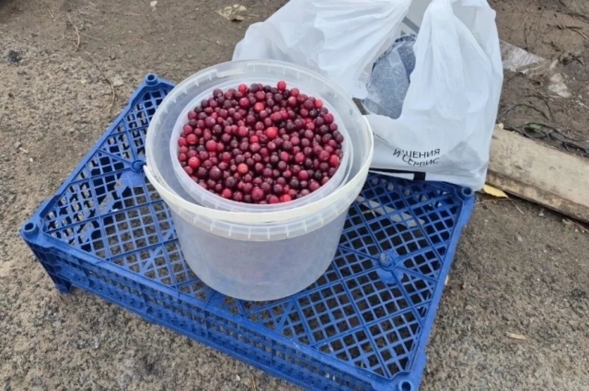    В Новосибирской области ужесточат контроль за продукцией с личных хозяйств