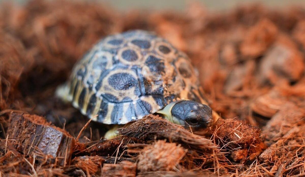     Черепаха. Источник: mos ru Автор фото: Пресс-служба Мэра и Правительства Москвы