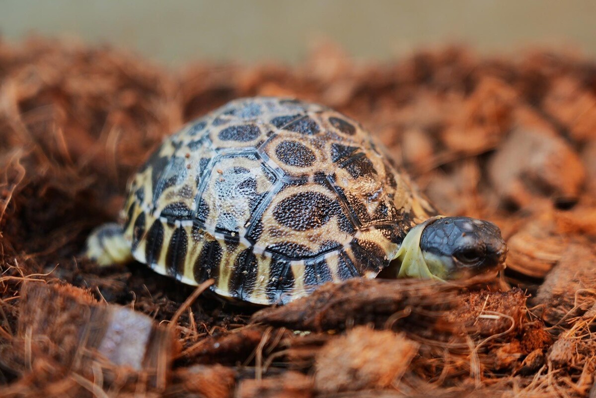    В Московском зоопарке родились детеныши исчезающего вида животных