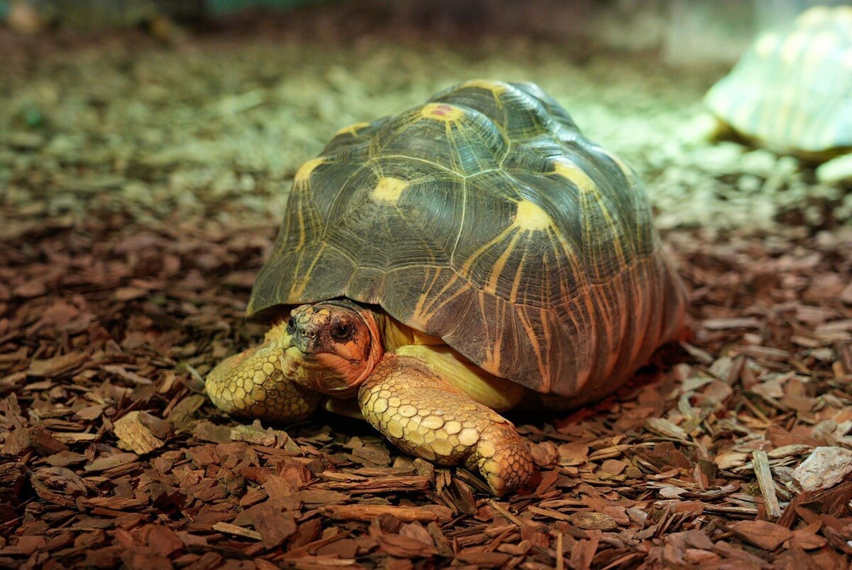    В Московском зоопарке родились детеныши исчезающего вида животных