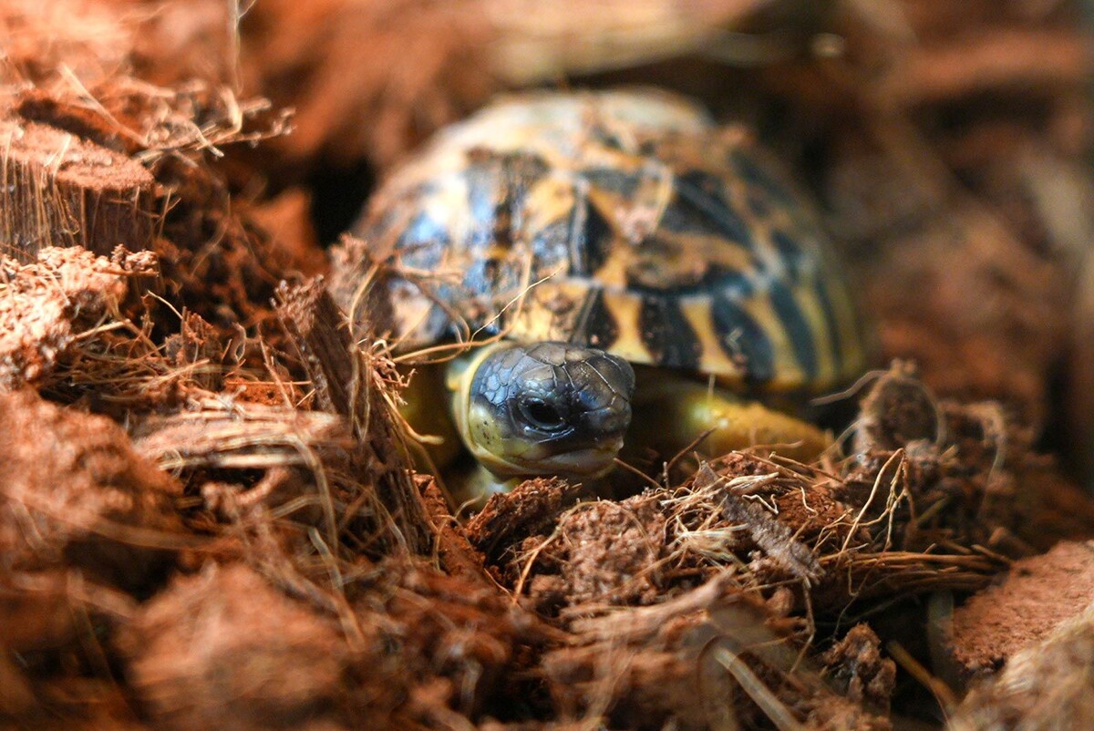    В Московском зоопарке родились детеныши исчезающего вида животных