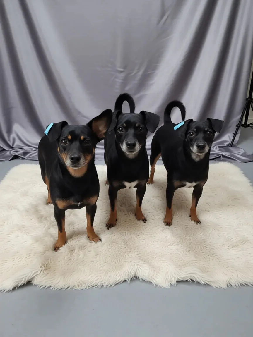 Всего таких 5. Можно в разные семьи забирать...