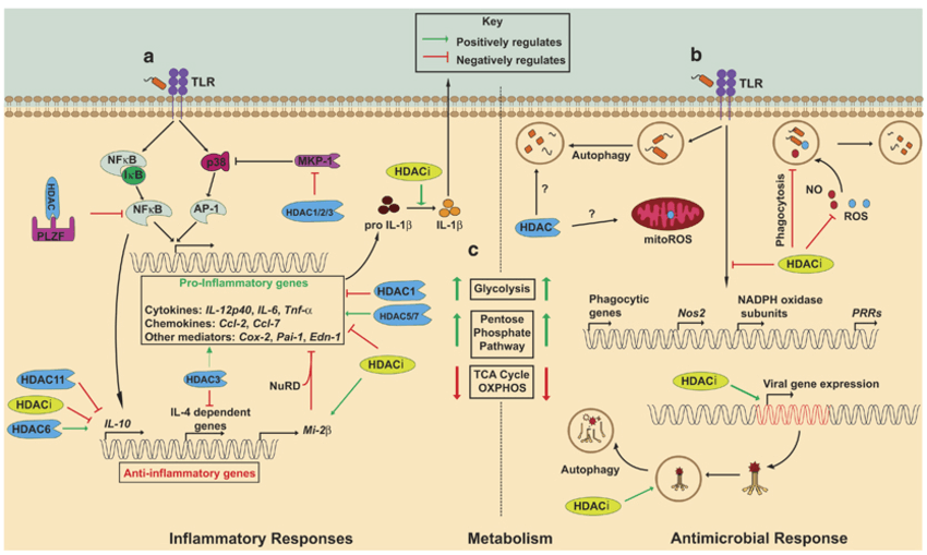    Роль HDAC в воспалительных, антимикробных и метаболических процессах в макрофагах. Источник: Das Gupta K., et al./Clinical & Translational Immunology, 2016