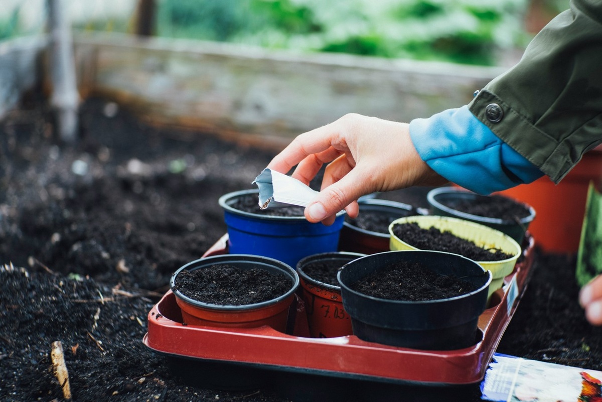 Unspalsh📷Чтобы отобрать лучшие семена помидоров, их можно замочить в растворе соли и отбросить все всплывшие