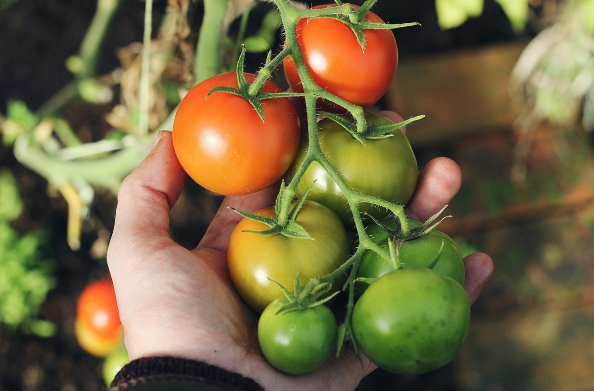 Unsplash📷Сроки посева семян зависят от планируемой даты переноса растений в грунт, в среднем за 60 дней