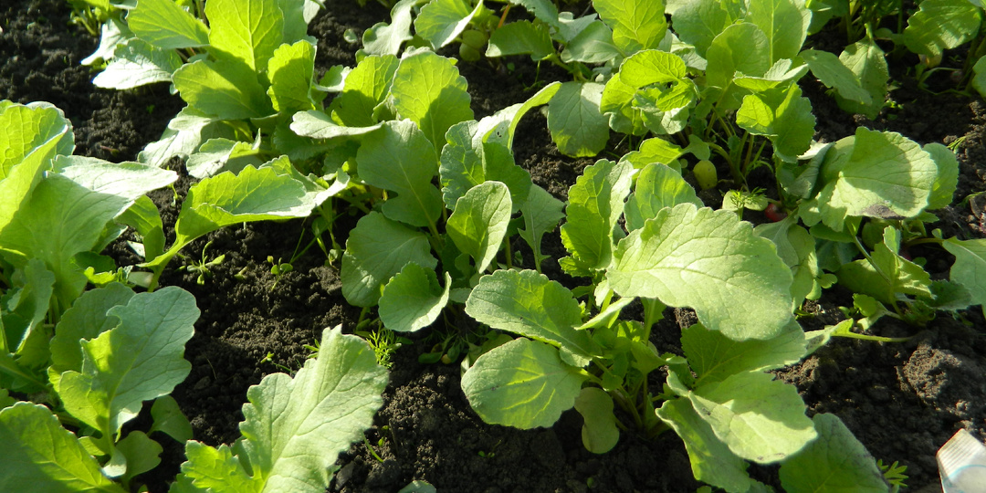 Что посадить в теплицу в марте: список культур для раннего урожая