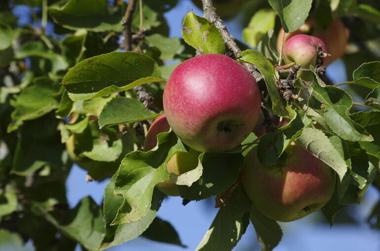   Игорь Самохвалов/«Парламентская газета»